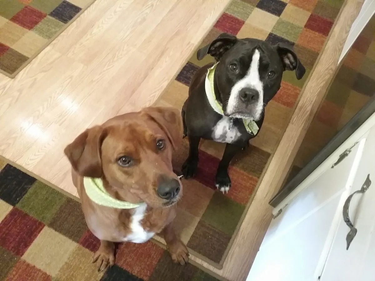 Zwei Hunde mit gruenen Halsbaendern