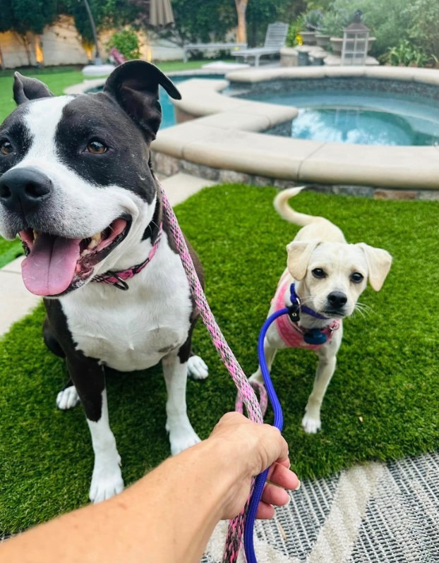 Zwei Hunde neben einem Pool