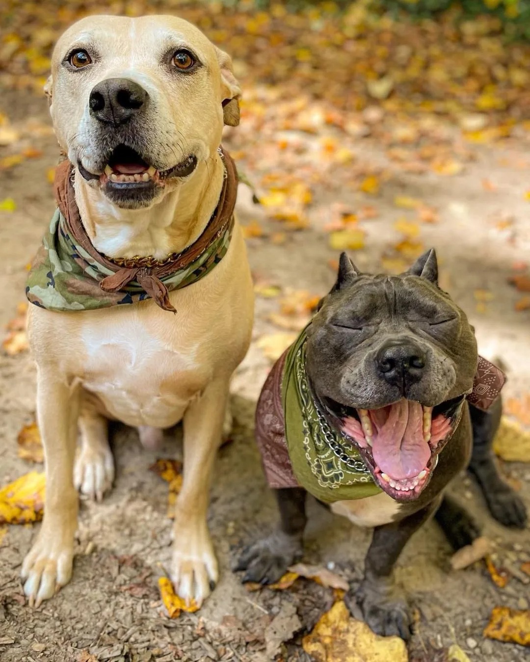 Zwei Hunde posieren fuer ein Foto
