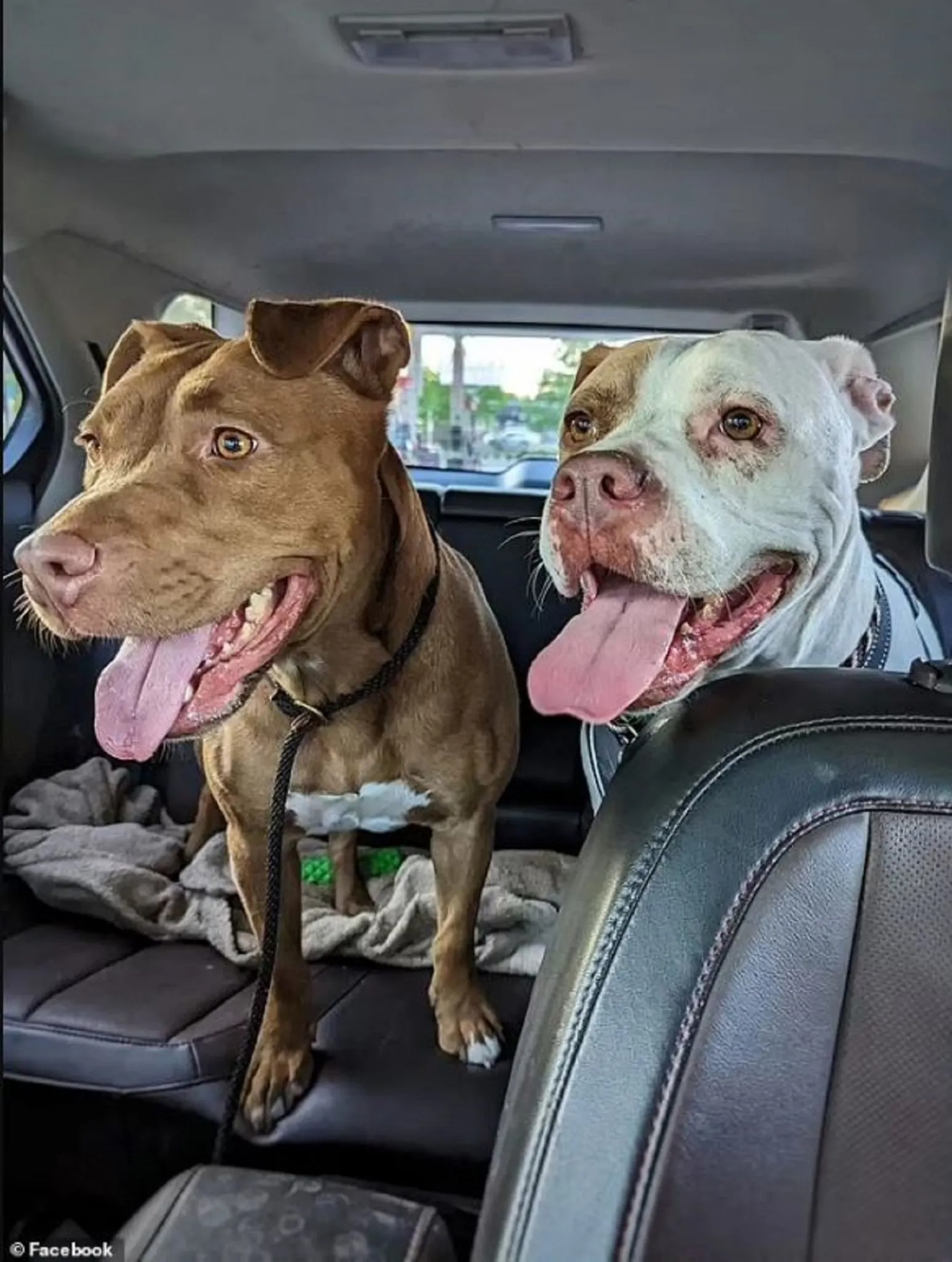 Zwei Hunde sitzen im Auto