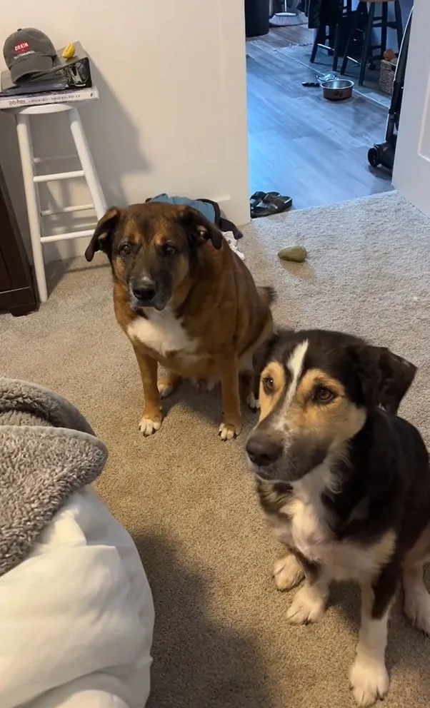 Zwei Hunde sitzen im Zimmer