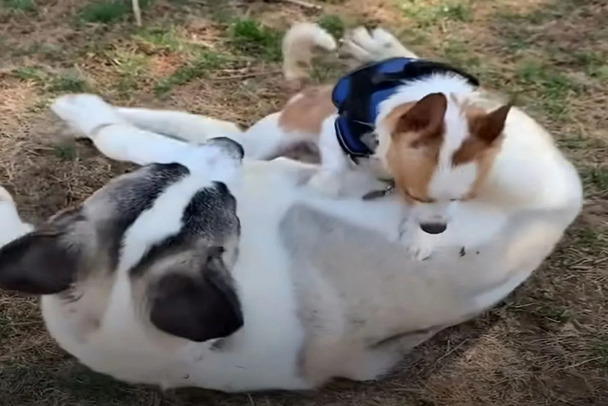 Zwei Hunde spielen auf einer Wiese
