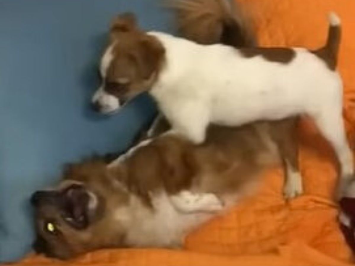 Zwei Hunde spielen