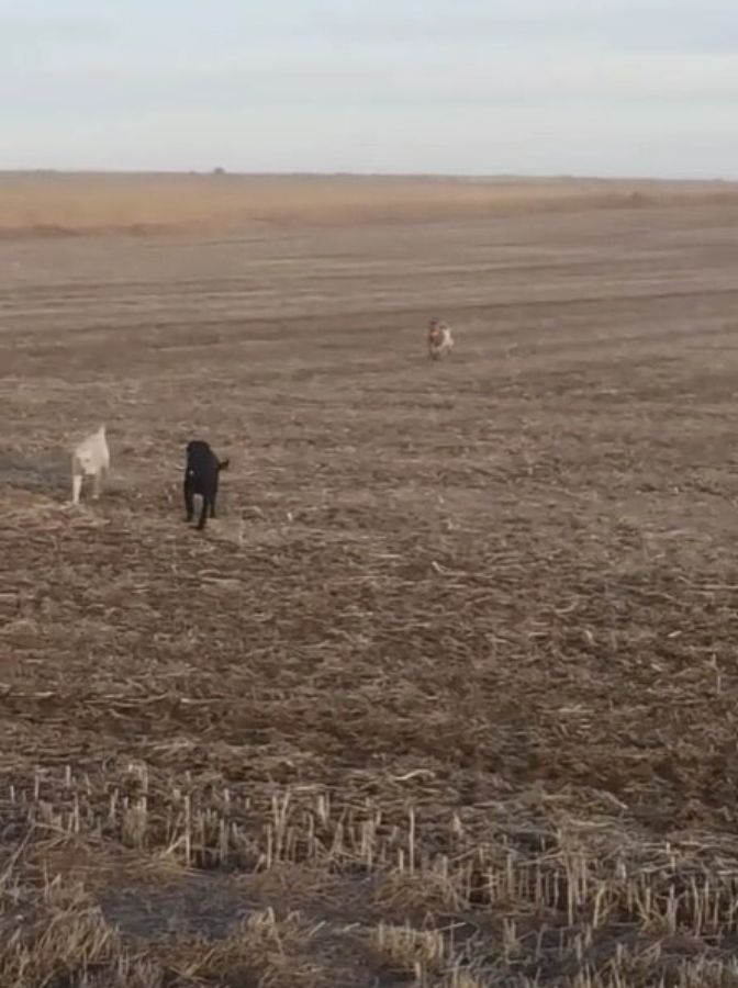 Zwei Hunde und eine Ziege laufen in einem Feld
