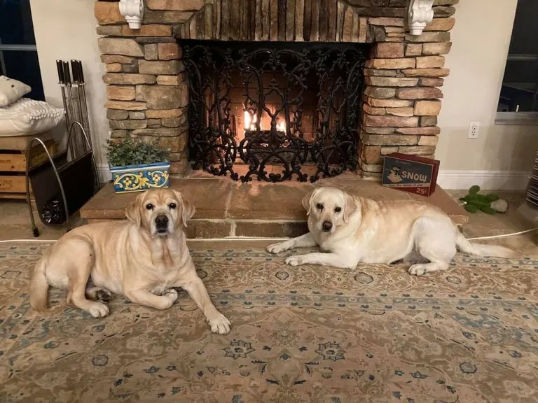 Zwei Labrador-Hunde vor einem Kaminfeuer