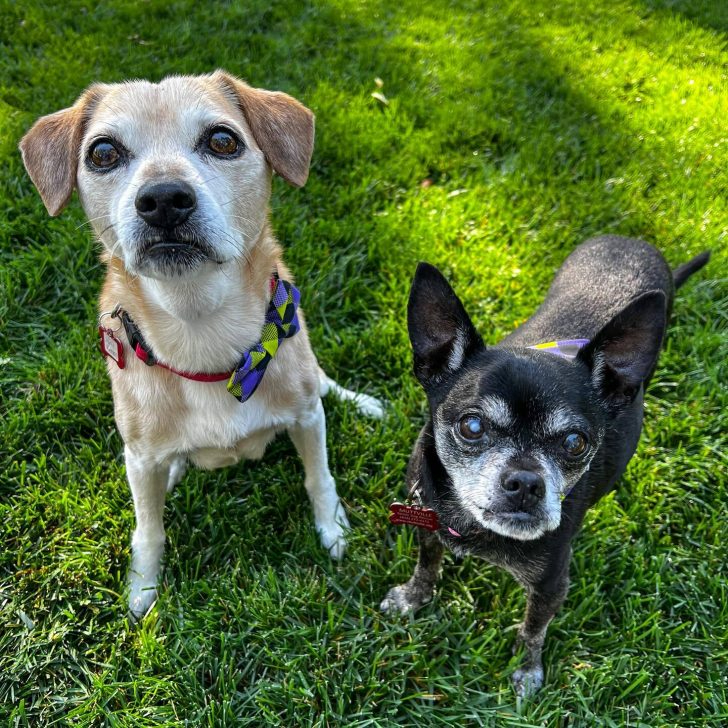 Zwei Seniorenhunde auf Gras