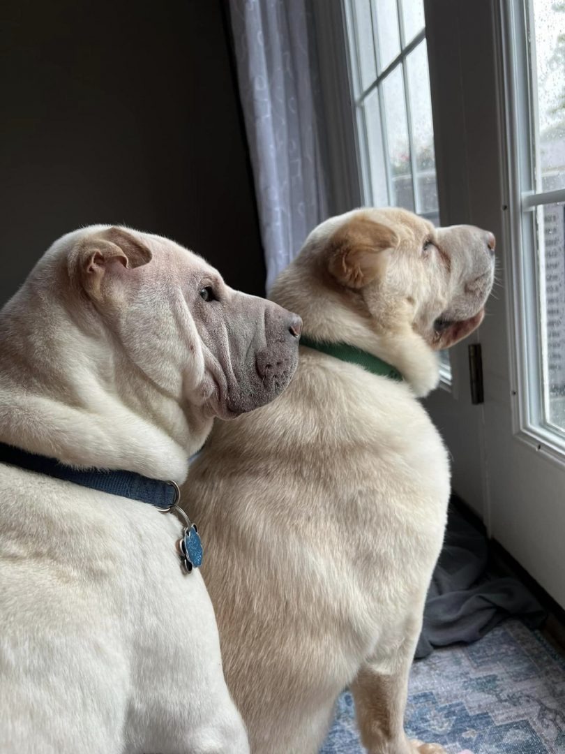 Zwei aehnliche Hunde sehen durch das Fenster