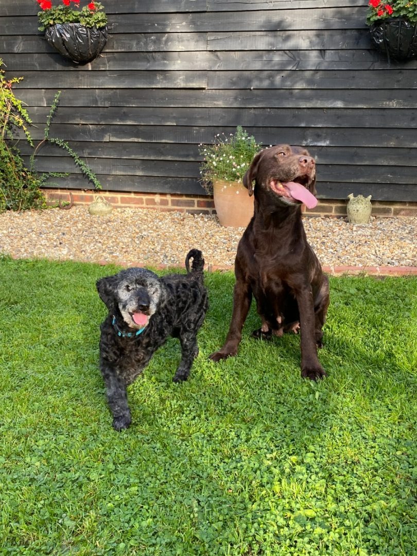 Zwei glueckliche Hunde im Garten