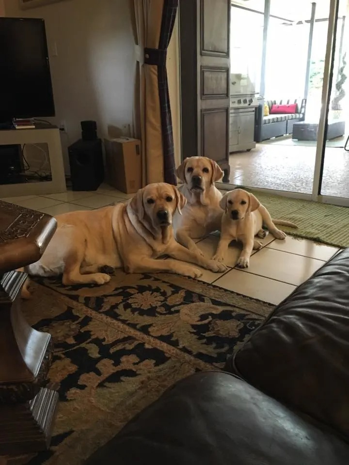 Zwei große Labradoren und ein kleiner Labrador-Welpe