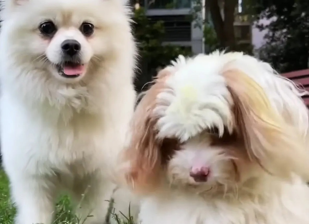 Zwei niedliche Hunde posieren fuer Foto