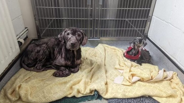 Zwei süße Hunde, die zusammen in einem schrecklichen Zustand gerettet wurden, erholen sich auf wundersame Weise