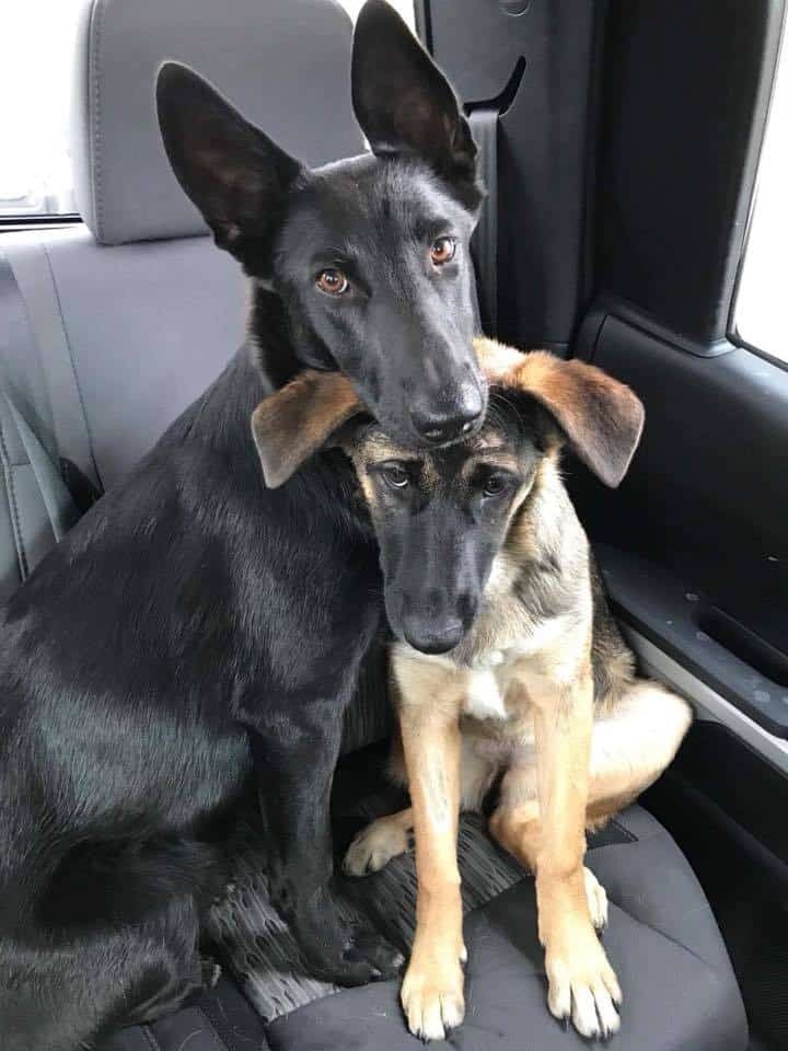 Zwei traurige Schaeferhunde