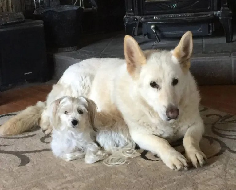 Zwei weiße Hunde liegen nebeneinander