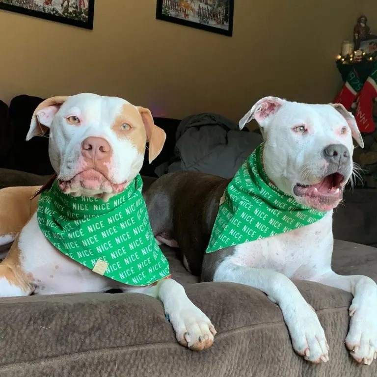 Zwei weiße Pitbulls auf einem Sofa
