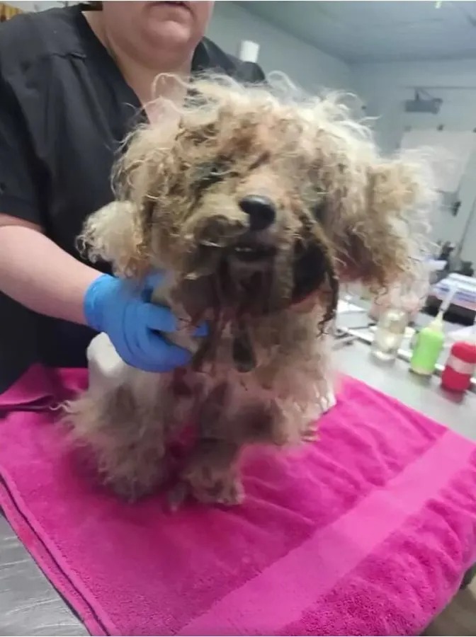 älterer Hund im schlechten Zustand beim Tierarzt