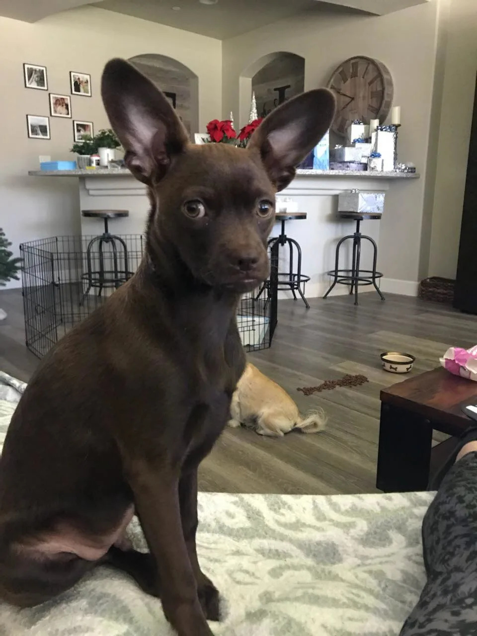 kleiner Hund mit großen Ohren