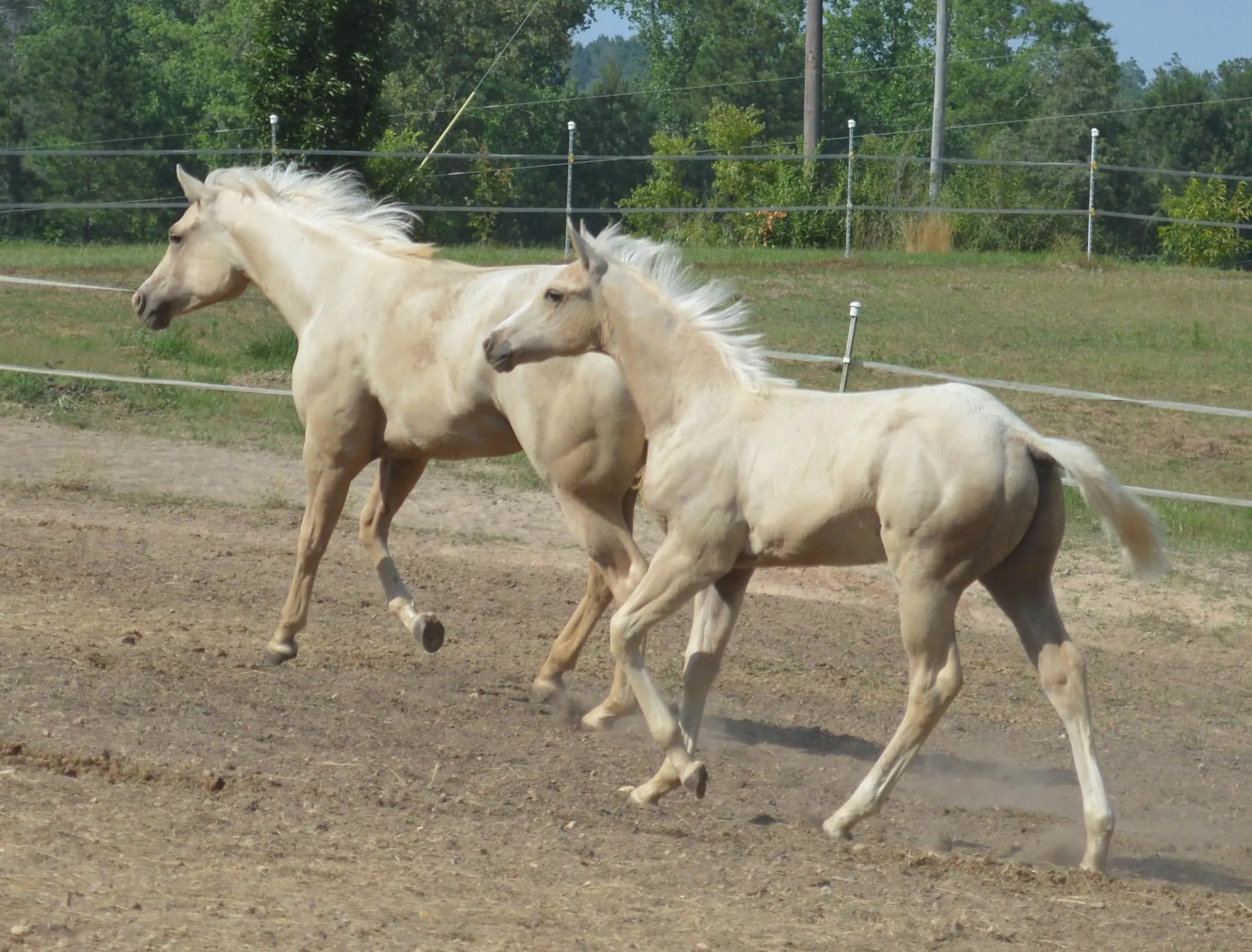 zwei schöne Pferde beim Laufen