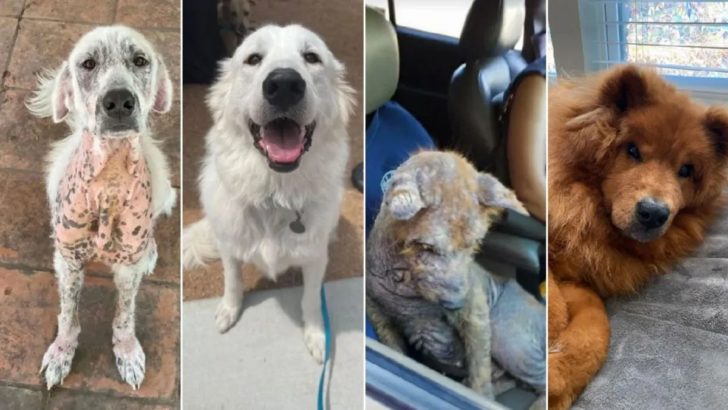 19 Bilder vor und nach der Adoption, die beweisen, dass Hunde nur das Beste verdienen