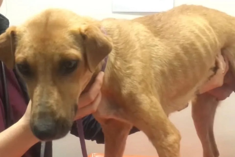 Abgemagerter Hund beim Tierarzt