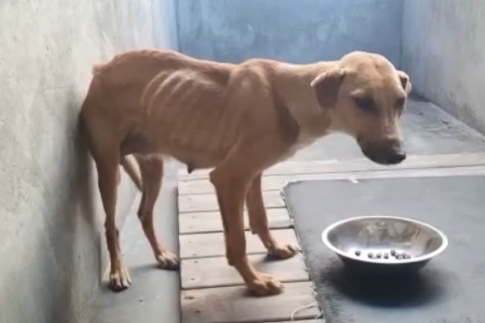 Abgemagerter Hund im Tierheim