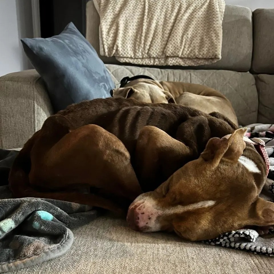 Abgemagerter Hund macht ein Nickerchen auf dem Sofa