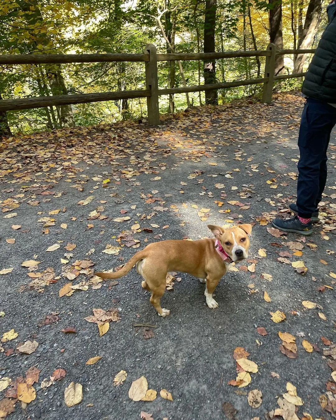 Adoptierter Hund spaziert durch den Wald