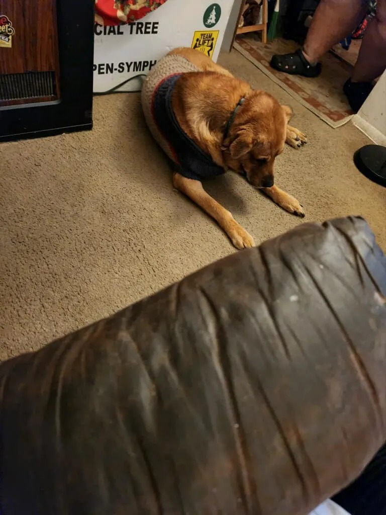 Alter Hund auf einem Teppich liegend