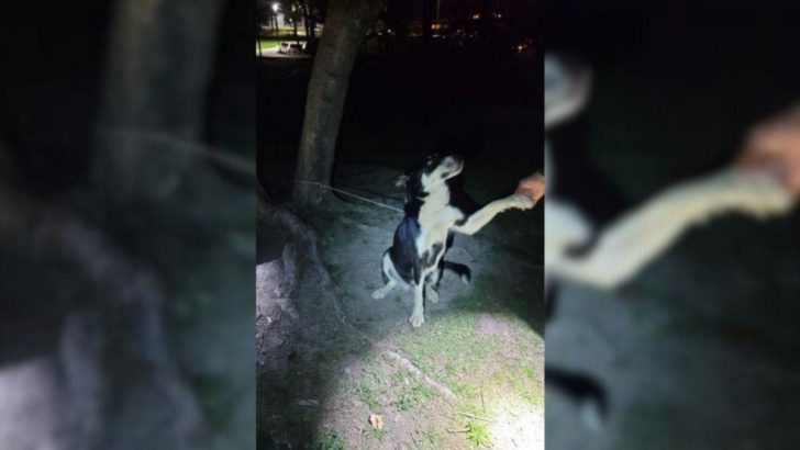 An einen Baum gefesselt hielt diese tapfere Hundemama durch, bis Hilfe eintraf