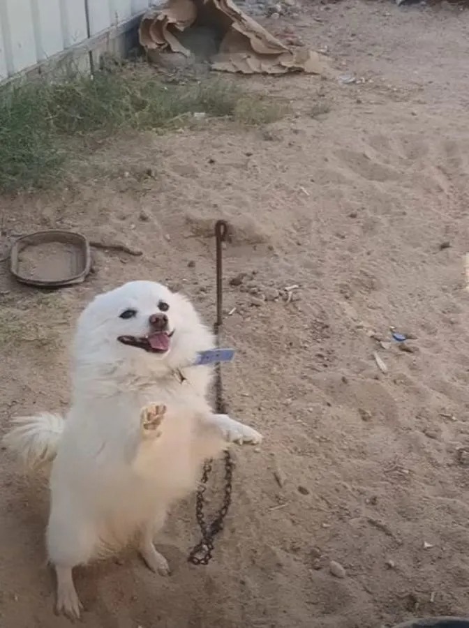 Angeketteter Hund bettelt um Hilfe