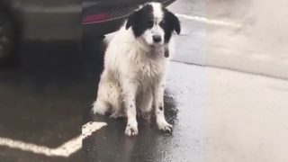 Trauriger Hund wartet im Regen auf seine Familie