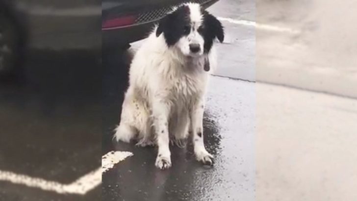 Ausgesetzt und allein wartete dieser arme Hund stundenlang im strömenden Regen auf seine Familie