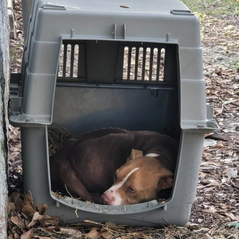 Ausgesetzter Hund liegt in einer Transportbox