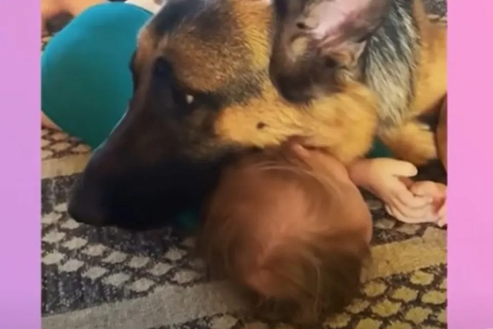 Baby und ihr Hund