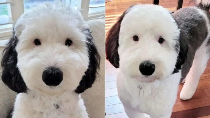 Bayley, der Mini-Schafpudel, ist Snoopys Doppelgänger im echten Leben