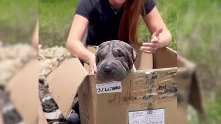 Blinde Hundemama bleibt auf einer Mülldeponie in einem Karton, um ihre Welpen zu finden