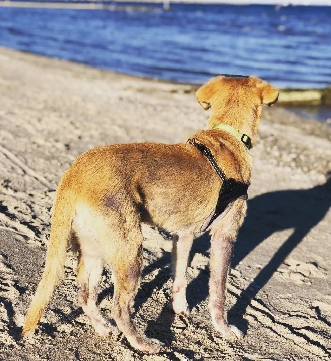 Brauner Hund am Strand