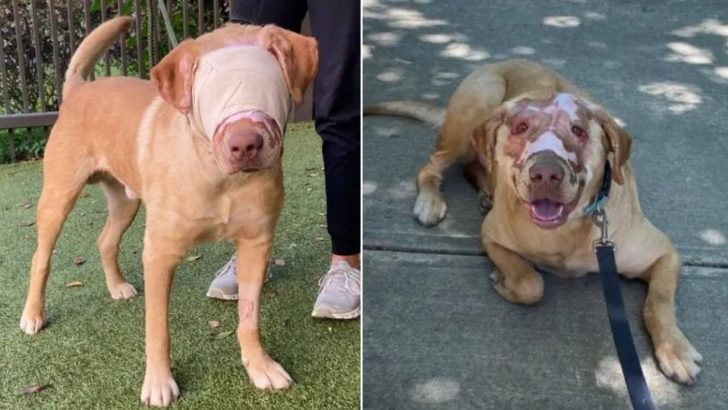 Buddy, der Hund, der schwer verbrannt wurde, feiert eine bemerkenswerte Heilungsreise
