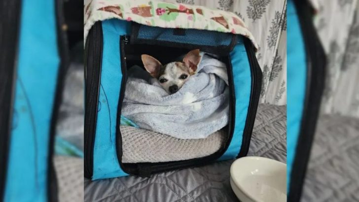 Chihuahua, der wegen seines eifersüchtigen Geschwisterhundes ausgesetzt wurde, erhält eine neue Chance