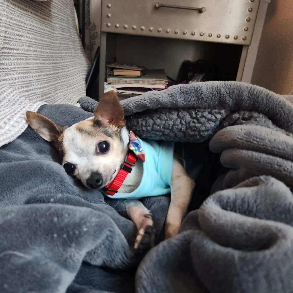 Chihuahua liegt auf einer Decke