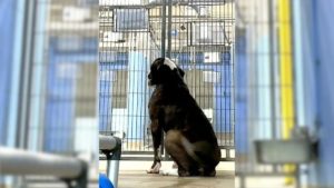 Hund sitzt einsam in einem Tierheim