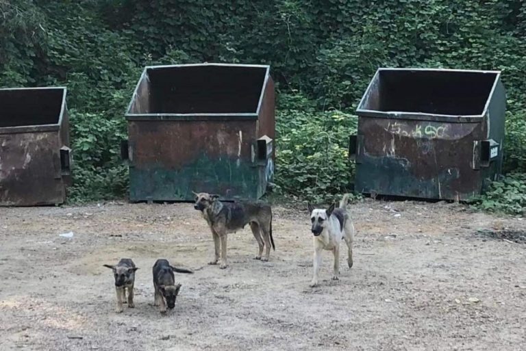 Deutsche Schaeferhunde stehen neben Muellcontainern..
