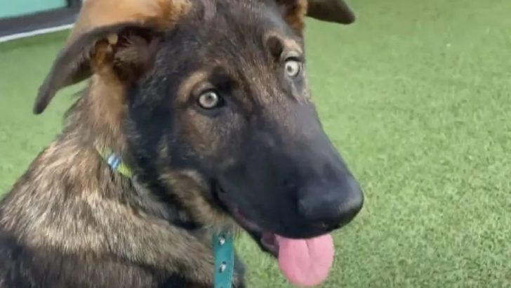 Deutscher Schäferhund, der in einem Müllcontainer zurückgelassen wurde, findet neue Familie