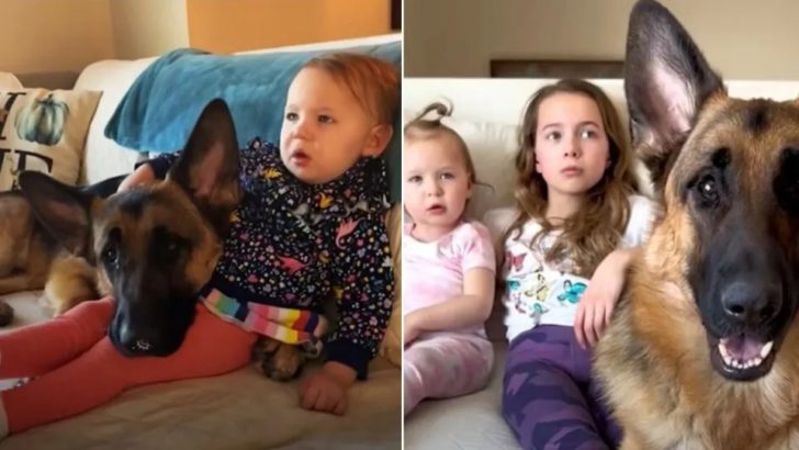 Deutscher Schäferhund lernt, sanft zu sein, um die Herzen von drei kleinen Mädchen zu gewinnen