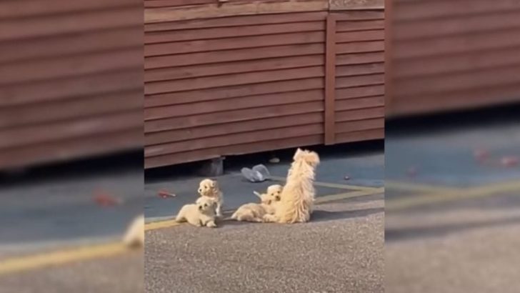 Dieser Hund bettelte eine Frau an, ihr zu folgen, damit sie ihr bei etwas Liebenswertem helfen konnte