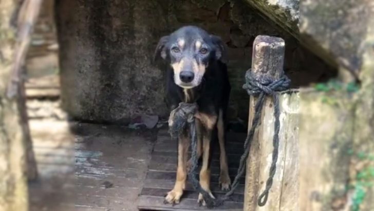 Dieser arme Hund war 7 Jahre lang an einer Kette gefesselt, bevor er endlich gerettet wurde