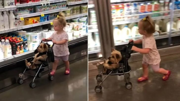Dieses süße Mädchen nimmt ihren Hund in einem winzigen Kinderwagen mit zum Einkaufen