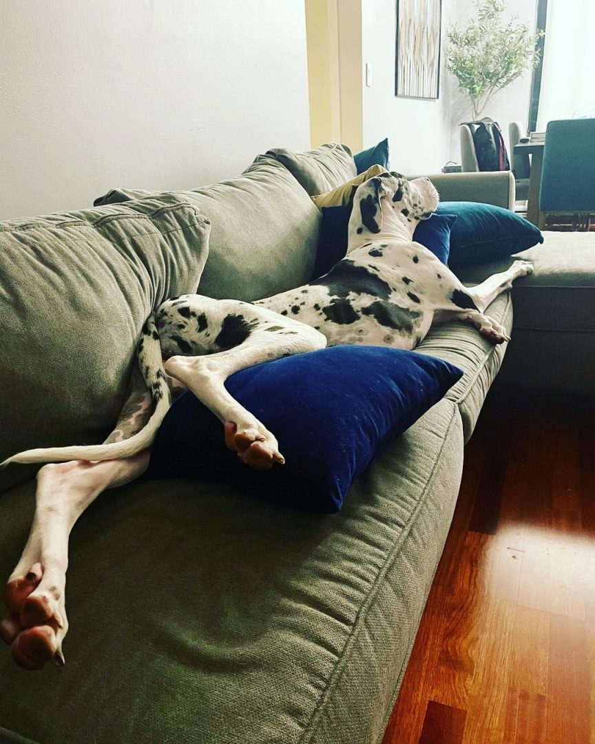 Dogge nimmt die ganze Couch ein