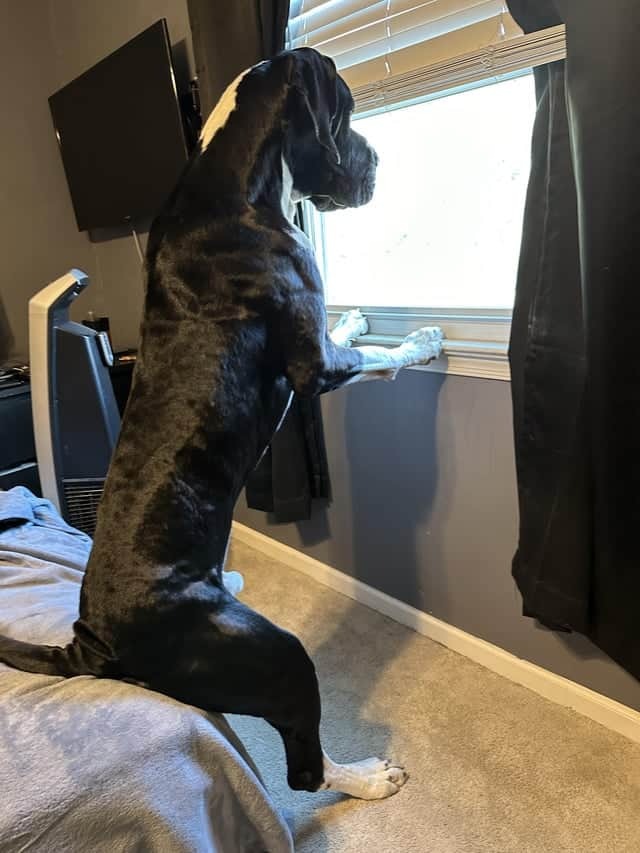 Dogge sitzt auf dem Bett und schaut aus dem Fenster