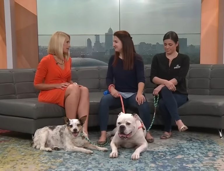 Drei Frauen und zwei verlassene Hund in TV-Show