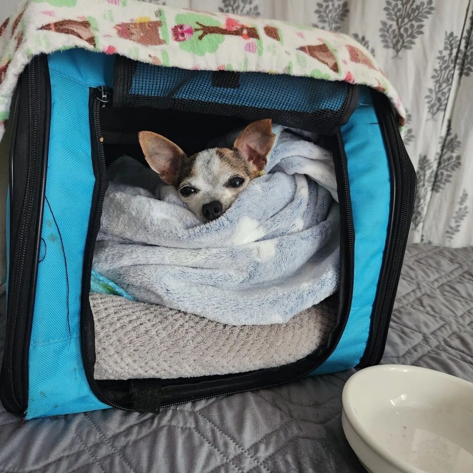 Ein Chihuahua in einer Hundetasche